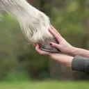 Respect Animals