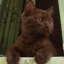 ☕﹔﹒kit (remont)
