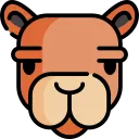 Camel finance