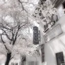 Tea | Social ∙ Aesthetic