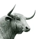 LEAPS Investing