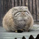 Manul Universe.