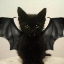 ﹒﹒dazecraft | mc﹒☆﹒🦇 Discord server icon