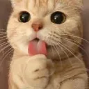 CafeCat