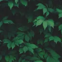 To Be Determined (*New Server*... Discord Server Icon