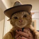 Feline outlaws