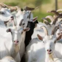 🐐・Goat House