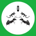 gecko’s colony