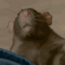 The Rat Cage