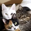 あなたの家の猫見せて！