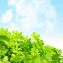 🍀Julie's Lucky Garden🍀