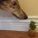 Fruit Fellas