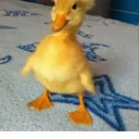 Msms Discord server