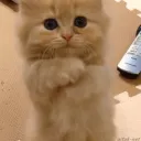 💫🥂ღ𝐒𝐪𝐮𝐚𝐝 Cочные Жопкиღ🥂 — мониторинг Discord сервера, статистика и рейтинг