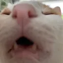 Cat Animation Central
