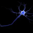 Neuron coin