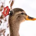 The Duck's Server