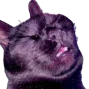 cat kissers