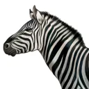 Zebra amusement park community