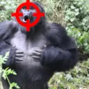 GORILLA COMMUNITY 🦍