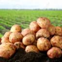 The Potato Fields Discord Server Icon