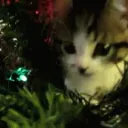 NoTengoAmigos Discord Server Icon