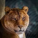 The Orange Liger's Fan Club