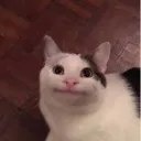 KUCING GARONG
