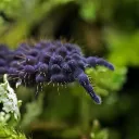 Springtail
