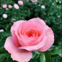 ୨☘୧ Bloom𓂃✧