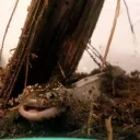 Morphed Axolotls