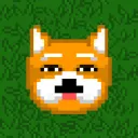 Shiba Inu Pups