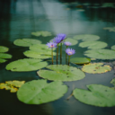 Tranquility Pond Server Icon