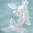 ⊹˚₊‧꒰ა𓆩aeloria!𓆪໒꒱ ‧₊˚⊹ Discord Server Icon