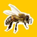 Honey-gain (not official server)