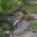 cat cave ✿