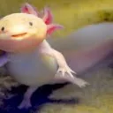 Axolotl Alliance