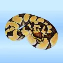 Ball Python Breeders Club