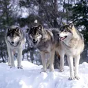 WULFPACK