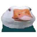 GOOSE (HONK) [HONK]