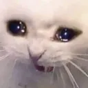 ✩⋆ Social Gamers ⋆✩'s icon