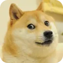 DogeCord