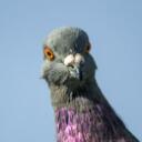 pigeon club Discord Server Icon