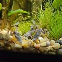 African Dwarf Frogcord