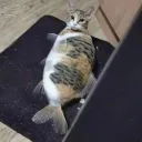 CATfish's icon