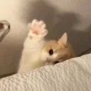 らずりめさば