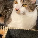 Loom Knitters