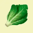 Lettuce Gang HQ 🥬