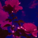 $𝖝𝖕𝖗𝖆𝖓𝖝 𝖒𝖚𝖘𝖎𝖈 𝖕𝖗𝖔𝖉𝖚𝖈𝖊𝖗$'s icon