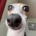Norbert's Community  | Social • Chatting • Emotes • Emojis • Chill •